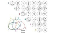 Visual Orientation and Directional Selectivity Through Thalamic Synchrony