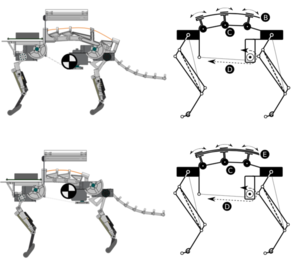 Comparing the effect of different spine and leg designs for a small bounding quadruped robot
