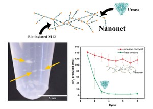 Genetically modified M13 bacteriophage nanonets for enzyme catalysis and recovery