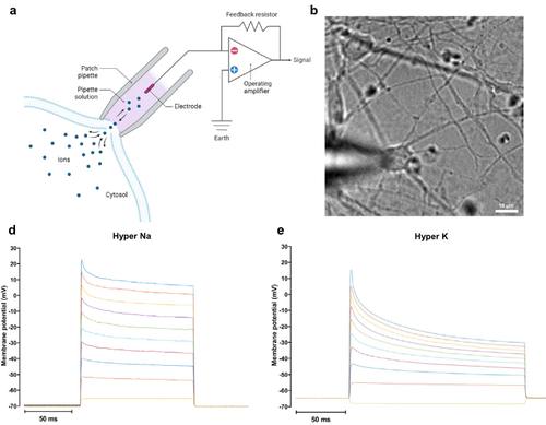 A simple quantitative model of neuromodulation, Part I: Ion flow through neural ion channels