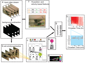  Automated Home-Cage Behavioral Phenotyping of Mice