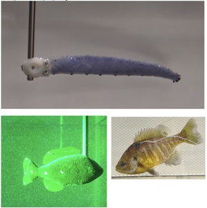 Muscle as active matter: How fish tune their body mechanics for effective swimming