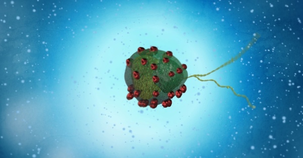 {"en"=>"Magnetic microalgae on a mission to become robots", "de"=>"Magnetische Mikroalgen werden zu Robotern"}