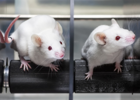 Scientists remotely stimulate neurons in the brains of mice