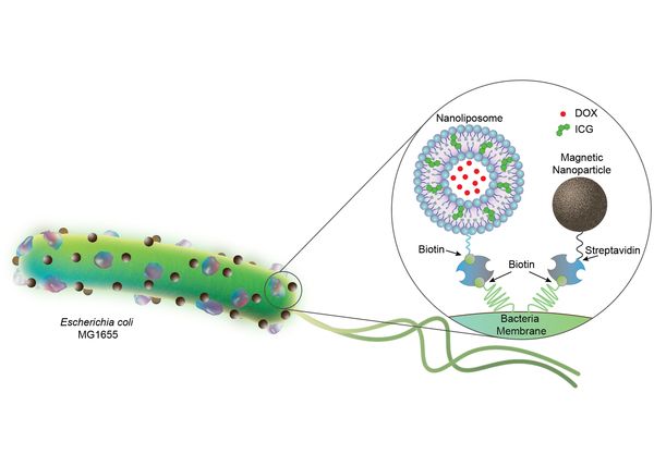 Biohybride Mikroroboter auf Bakterienbasis könnten eines Tages Krebs bekämpfen
