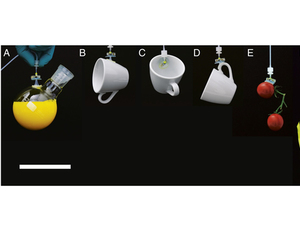 Thumb ticker sm multipurpose gripper
