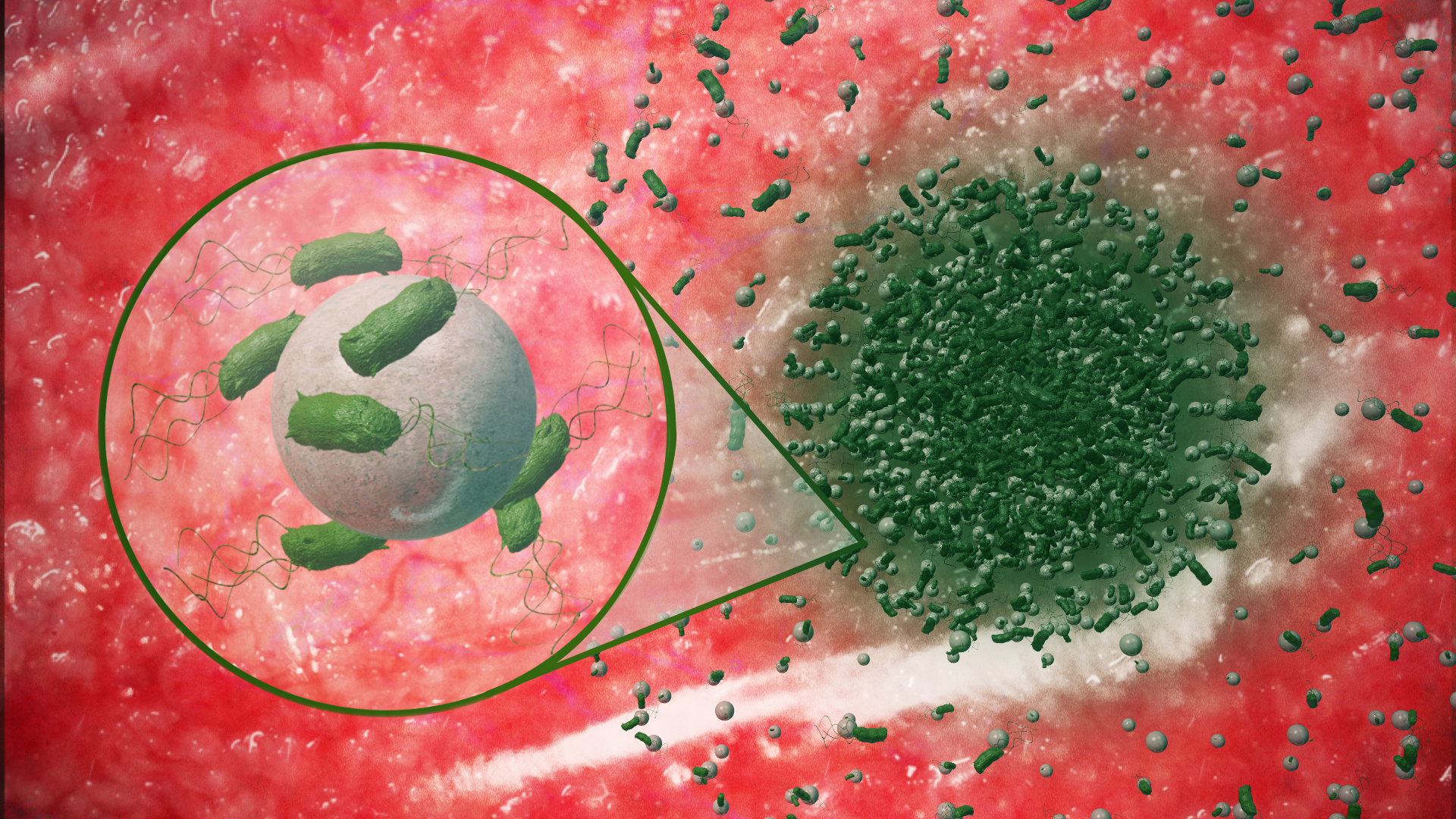 Bacteria navigate microparticle