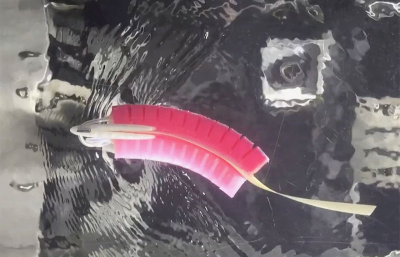 Fish robot