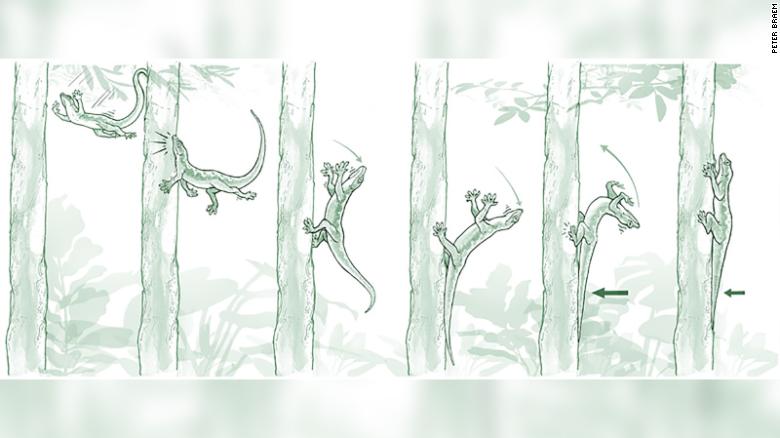 210902151324 01 robot gecko study exlarge 169
