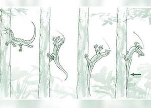 Thumb ticker sm 210902151324 01 robot gecko study exlarge 169