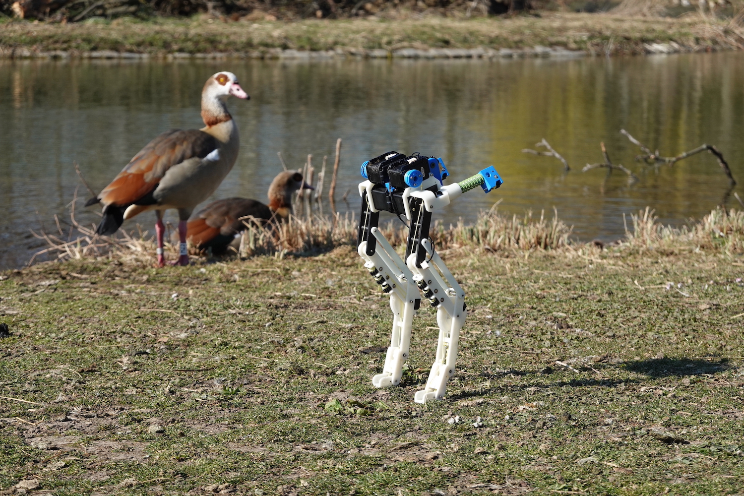 Birdbot with bird klein 1