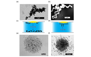 Pattern formation and collective effects in populations of magnetic microswimmers