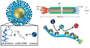 Self-Assembled Phage-Based Colloids for High Localized Enzymatic Activity