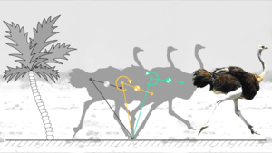Trunk pitch oscillations for energy trade-offs in bipedal running birds and robots