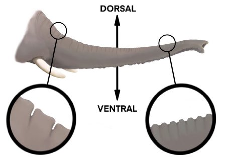 Trunkdorsalventral