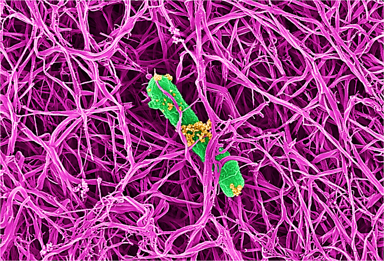 Thumb xxl bacteria